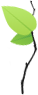Leaf Icon